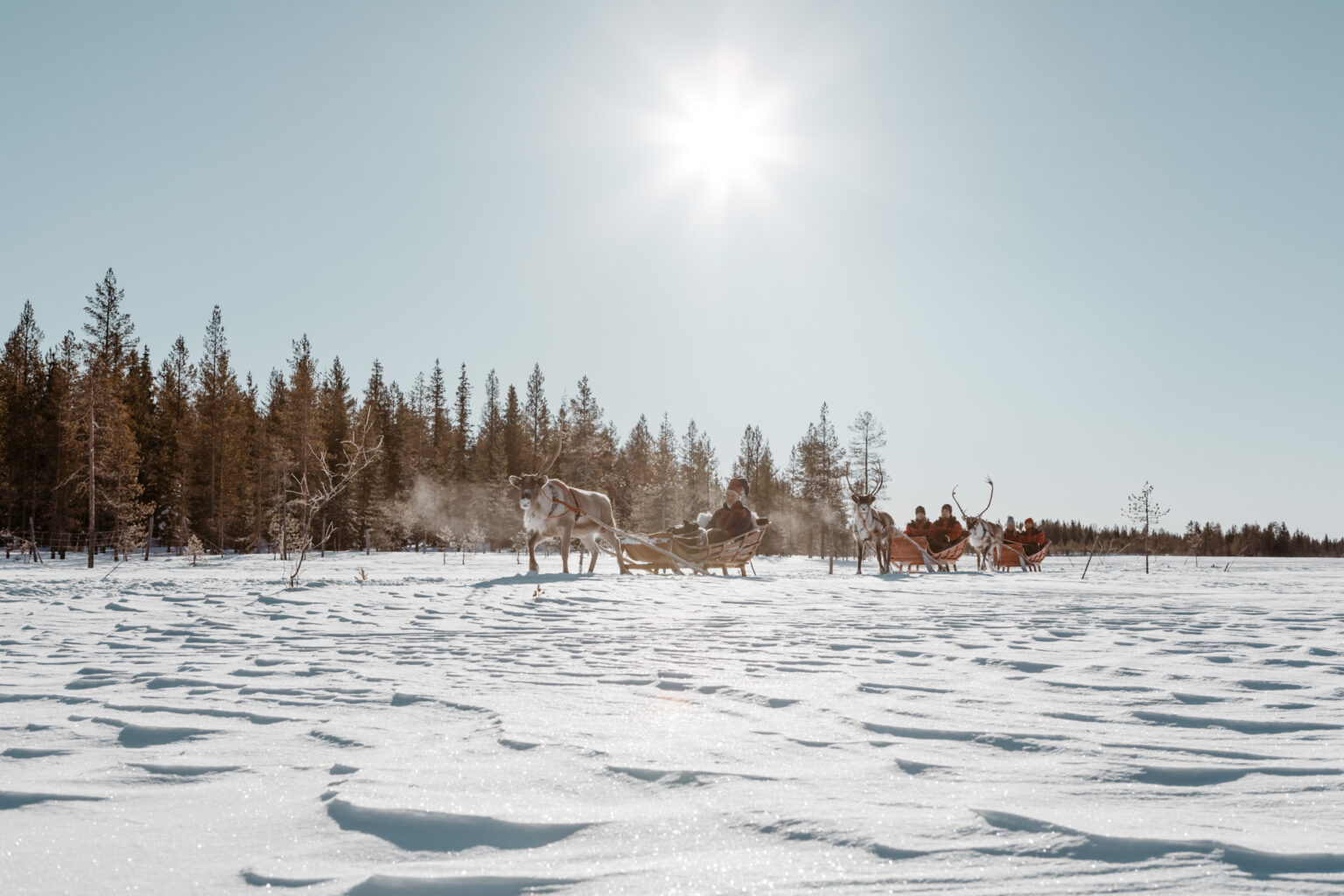 Excursiones De Huskys En Rovaniemi El Blog De Finlandia Y Laponia