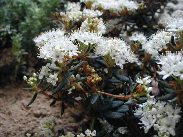 Suopursu (Rhododendron palustre)- Foto de Sten Porse, Wikipedia.