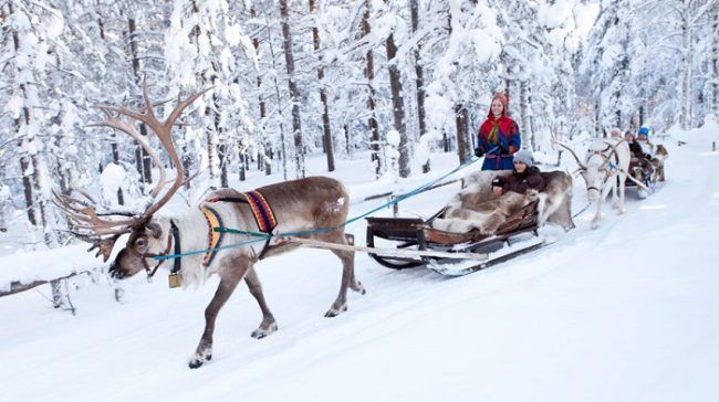 Durante un safari cerca del pueblo de Papá Noel 