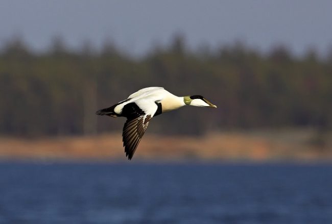 Eider común volando en Hanko