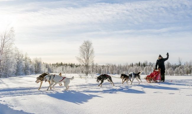 Safari con huskys en Ylläs 