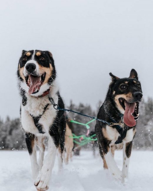 Los husky de Alaska son muy diferentes entre ellos pero a todos les encanta salir de excursión 