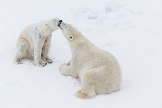 El zoo de Ranua es el único de Finlandia que alberga osos polares