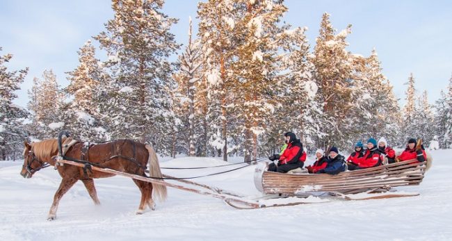 Excursión con caballo finlandés