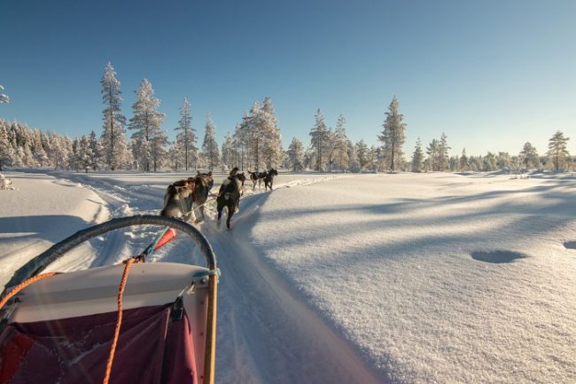 Excursión con huskys alrededor de la ciudad de Kuusamo 