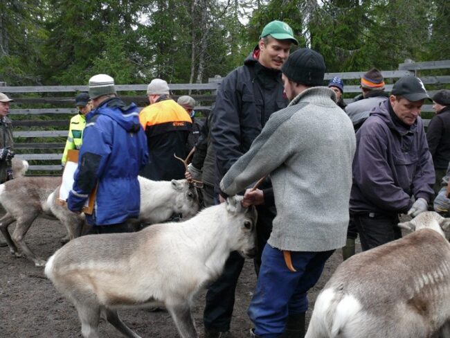 El-marcaje-de-los-renos-es-una-tarea-que-reune-a-los-pastores-de-la-zona_fotoPaliskunnat