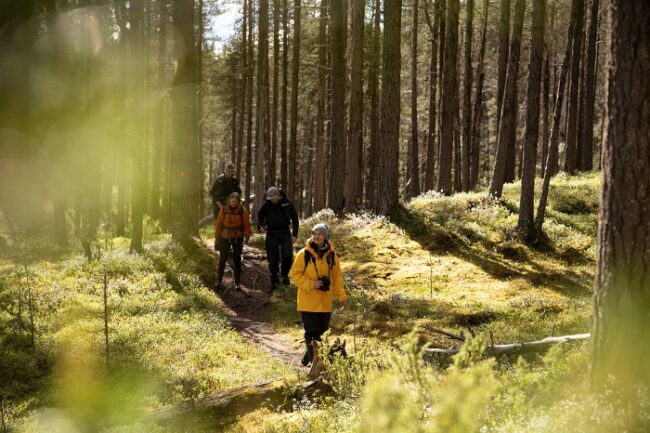 Excursión-a-píe-por-el-bosque-en-Laponia_fotoHarriTarvainen-VisitFinland