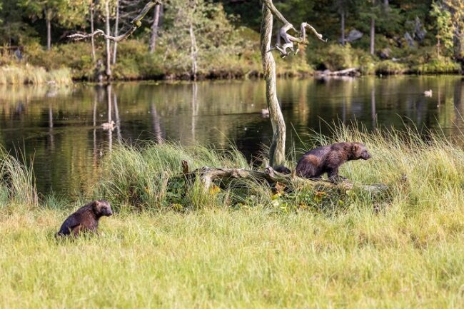 Pareja-de-glotones-en-la-región-de-Carelia_fotoVisitKarelia