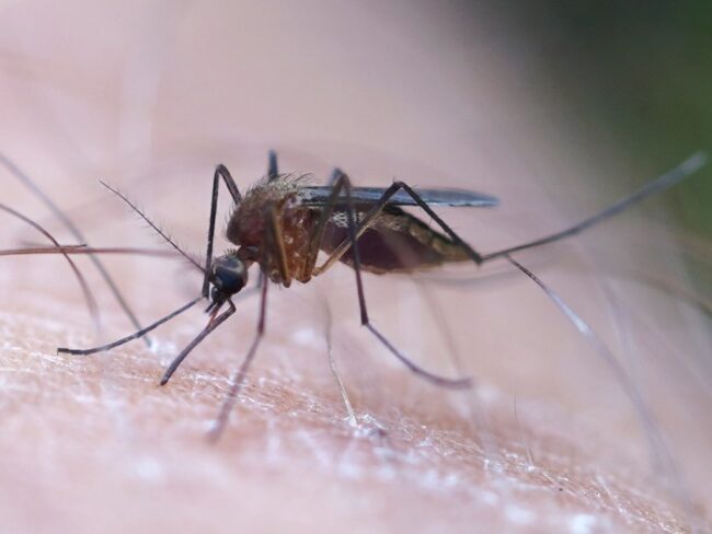 Mosquito-Aedes-cinereus_fotoWikipedia-AfroBrazilian