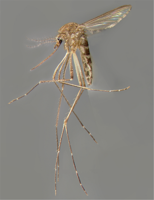 Mosquito-Aedimorphus-vexans_fotoWRBU-WalterReedBiosystematicsUnit