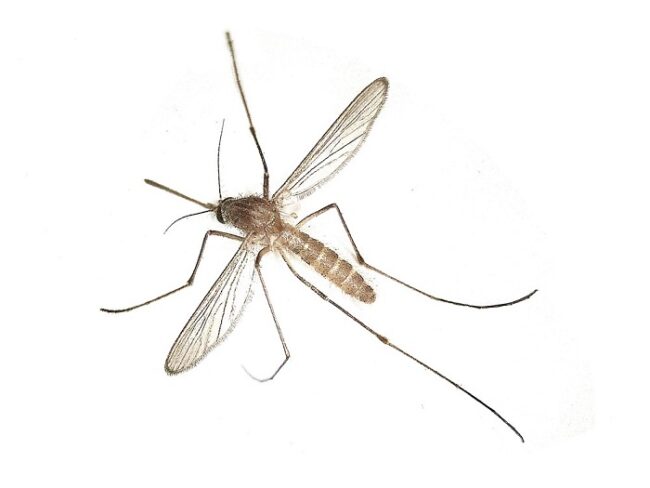 Mosquito-Culex-torrentium_fotoWikipedia-BSchoenmakers