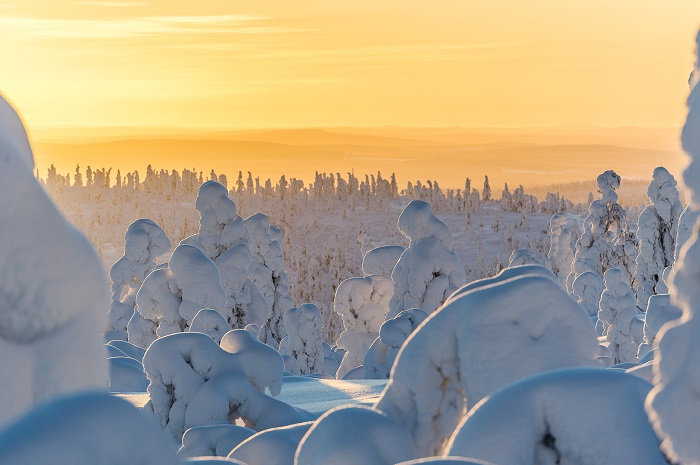 Bosque-nevado-en-Laponia_fotoMarkusKiili-VisitFinland