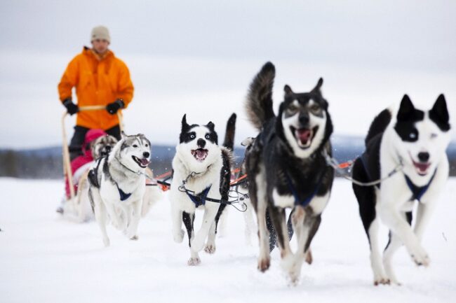 Excursión-con-perros-Husky-en-Laponia_fotoMikkoRyhänen-VisitFinland