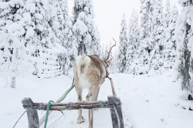 Excursión-con-renos-en-Laponia_fotoMattiKoutonen-VisitFinland