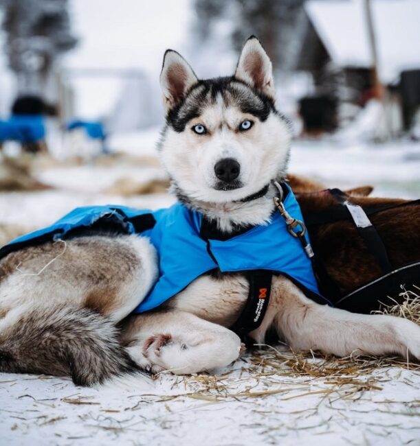 Blitz-es-uno-de-los-huskys-más-guapos-de-Bearhill_fotoBearhillHusky