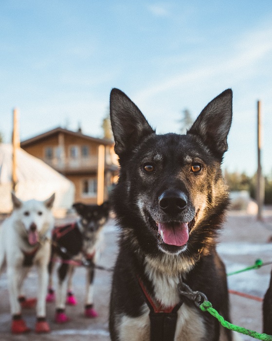 Husky de Alaska (foto:VisitRovaniemi-BearhillHusky)