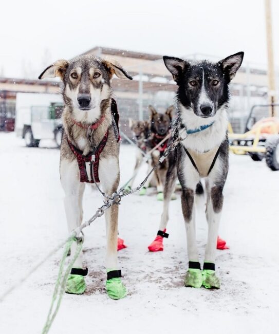 La-fuerza-y-resistencia-de-los-huskys-de-Alaska-es-admirable-aunque-no-lucen-todos-iguales..._fotoBearhillHusky