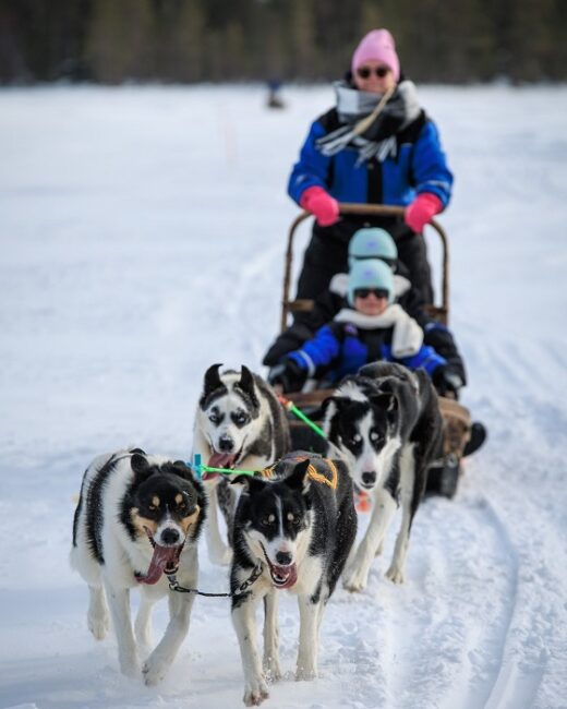 Las-excursiones-con-perros-Husky-son-para-toda-la-familia_fotoVisitRovaniemi-BearhillHusky