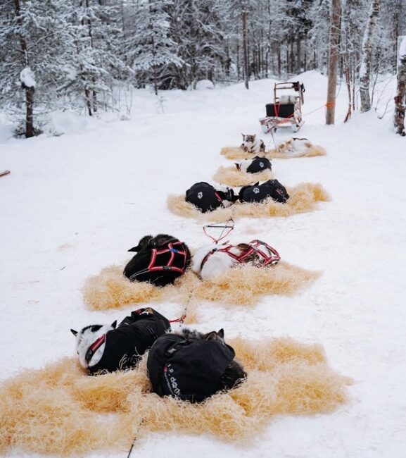 Los-huskys-de-Bearhill-durante-un-merecido-descanso-en-día-laboral_fotoBearhillHusky