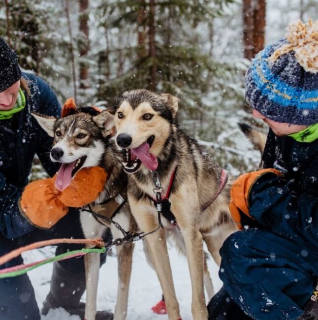 Los-perros-husky-son-muy-sociables_fotoBearhillHusky