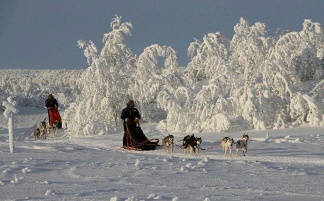 Durante-un-safari-con-perros-Husky-en-Hetta_fotoHettaHuskies-CAPELapland