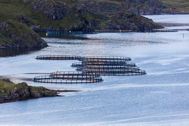 Jaulas-flotantes-para-el-cultivo-de-salmón-en-Noruega_fotoDiegoDelso-Wikipedia