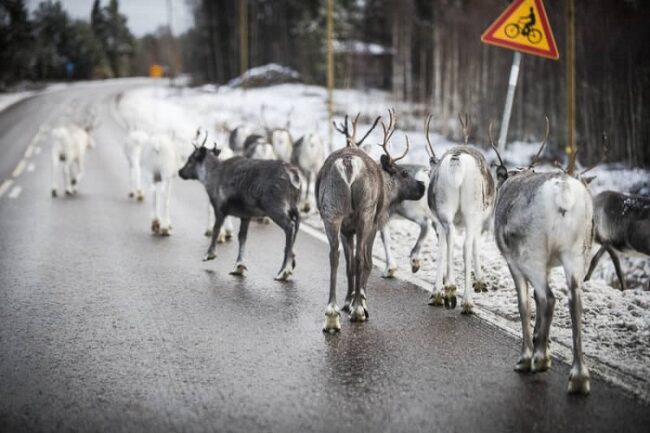 Renos-en-una-carretera-de-Laponia_fotoKuvatKalevaMedia