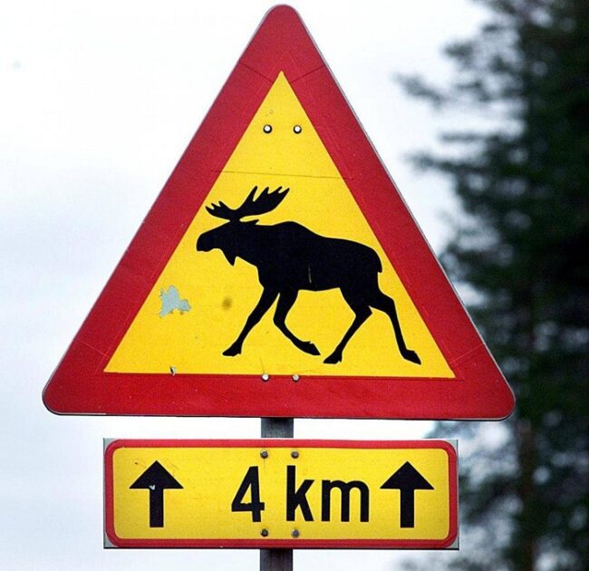 Señal-de-peligro-alces-en-la-carretera-indicando-los-kilometros-donde-estos-animales-suelen-atravesar_fotoKarjalainen