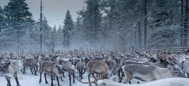 Manada-de-renos-en-Äkäslompolo_fotoDestinationLapland-YlläsÄkäslompolo